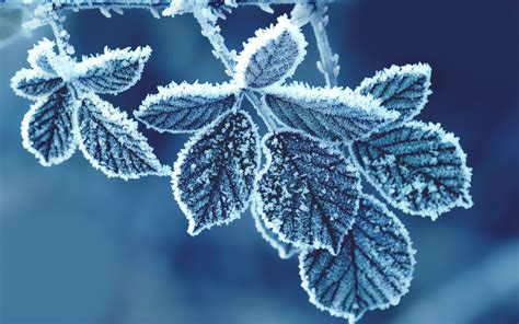 Free Download Ice Cold Leaves Hd Wallpaper 1920x1200 For Your