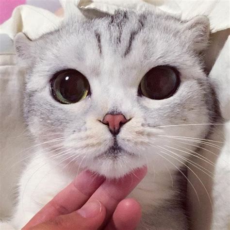10 Photos Of Adorable Big Eyed Japanese Cat Hana Instagram Viral