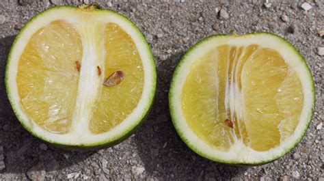 Usda Grants Target Devastating Citrus Greening Disease University Of