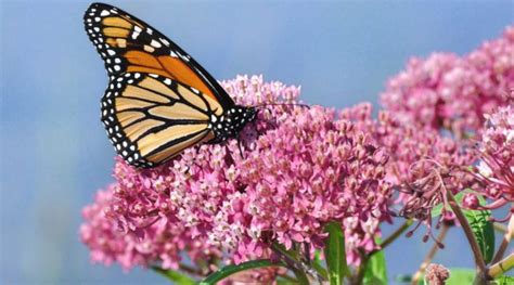 Monarch Butterfly Danaus Plexippus On Swamp Milkweed Wildflower
