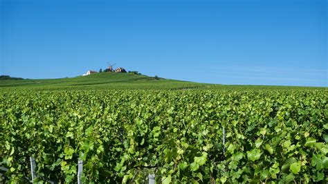 Images Gratuites Paysage Plante Vigne Vignoble Du Vin Champ