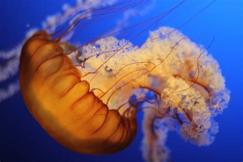 Free Images Jellyfish Blue Invertebrate Close Up Macro