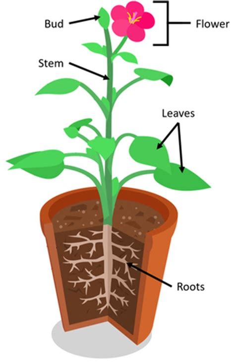 Diagram Of A Flowering Plant With Label Industries Wiring Diagram