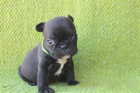 Eye problems such as entropion, cataracts, and cherry eye can occasionally occur in this dog breed. AKC French Bulldog - Ready for Christmas for Sale in ...