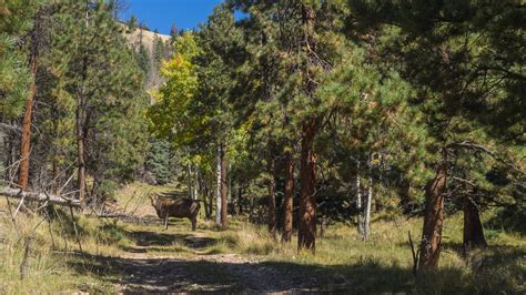 Meanderthals Trail 12 At Valles Caldera National Preserve New Mexico