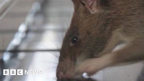 Giant Rats Trained To Detect Tuberculosis In Prisons Bbc News