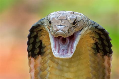 Síntesis De 29 Artículos Que Comen Las Serpientes Actualizado