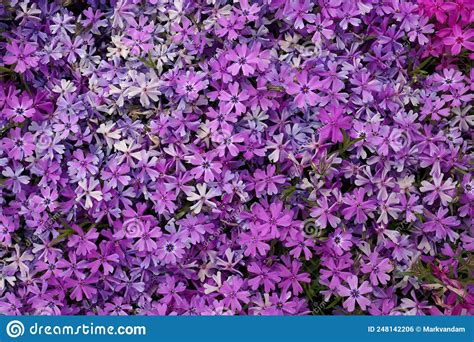 Full Frame Macro Close Up Of Beautiful Pink And Purple Phlox Subulata