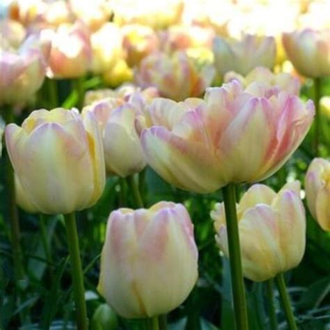 Tulip Montreux The Gentle Pastel Colouring Makes It Easy To Blend With