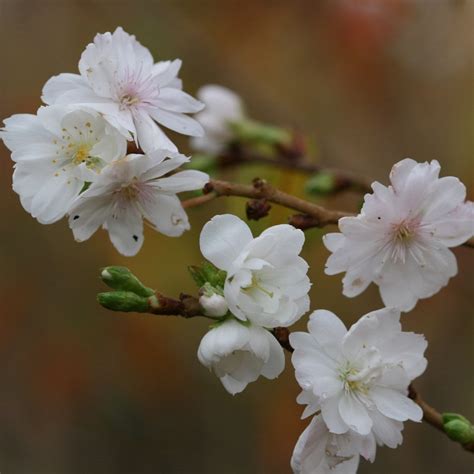 Buy Flowering Cherry Blossom Tree Syn Prunus × Subhirtella