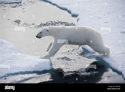 Polar Bear Ursus Maritimus Jumping Between Floes Of Sea Ice North Of
