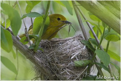 Yellow Warbler Nest Building Nest Building Nest Bird Feeders