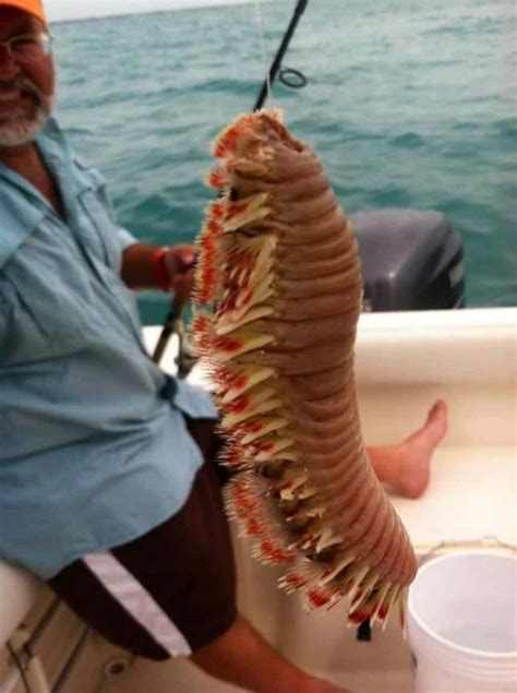 10 Scary Sea Life Creatures That Will Give Fear Of The Ocean