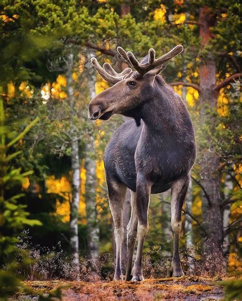 Photographer Captures Enchanting Photos Of Finlands Forest Animals