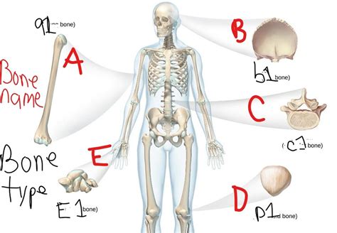 Ap1 Lab Types Of Bones Diagram Quizlet