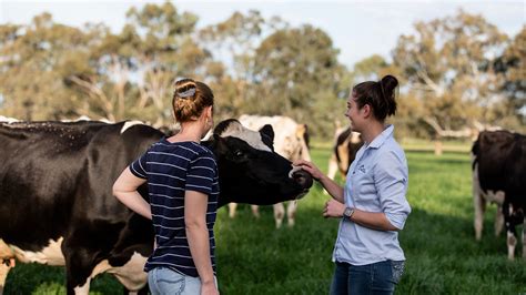 Approach To Animal Welfare Dairy Australia