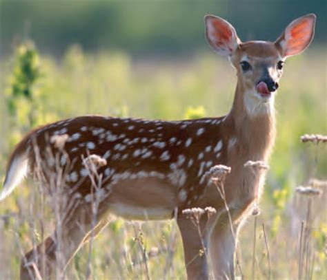 Animal Facts White Tailed Deer Canadian Geographic