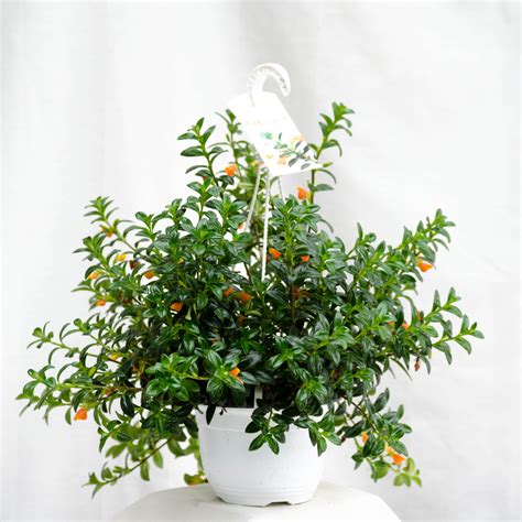 Maybe you would like to learn more about one of these? Goldfish Plant in Syracuse, NY | Coleman Florist inc
