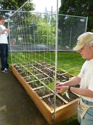 It isn't the simplest trellis i've mentioned but if you have your heart set on an obelisk, this could be the plan you've been waiting on. Tomato Trellis | Vegetable Trellis -- Vertical Gardening | Vegetable trellis, Tomato trellis ...