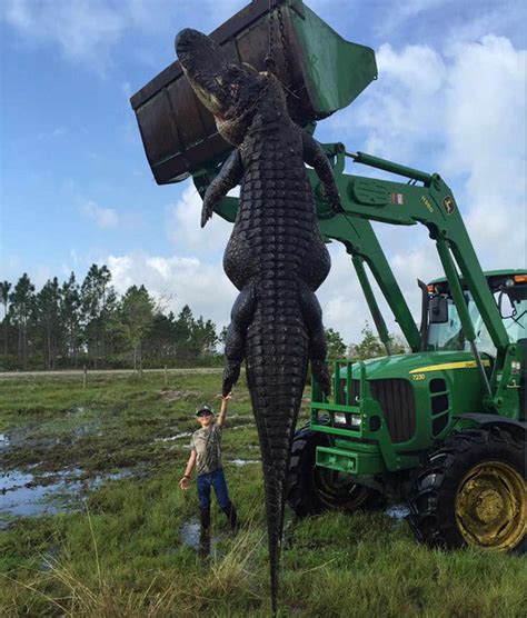 Giant 15 Foot Alligator Feasting On Cattle Killed In Florida Video