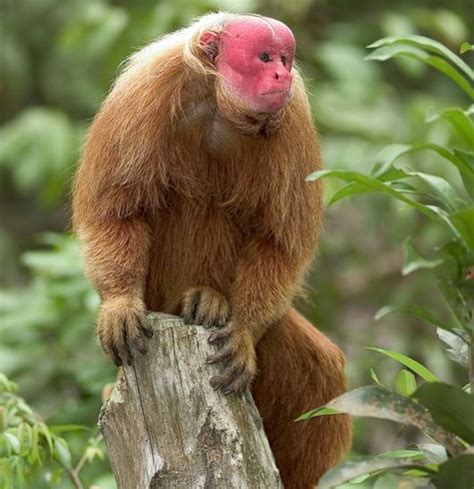 The 500 Cutest Animals Uakari Rainforest Animals Cute Animals List