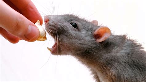 Alimentación De Las Ratas Mascota Infoexóticos