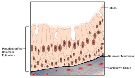 Label the tissue types illustrated here and on the next page | Quizlet