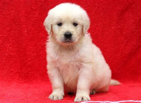 Our pups are purebred golden retrievers, registered with the american kennel club. Little Guy (With images) | Golden retriever, Puppies, Pug ...