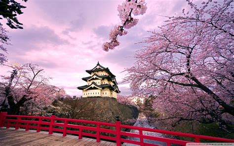 10 Best Cherry Blossom Japan Wallpaper Full Hd 1920×1080
