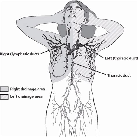 3 Reasons To Move Your Lymph 3 Ways To Do It — Modern Hippie