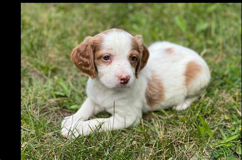 Thompsons Elite Brittanys Brittany Puppies For Sale In Gaylord Mi