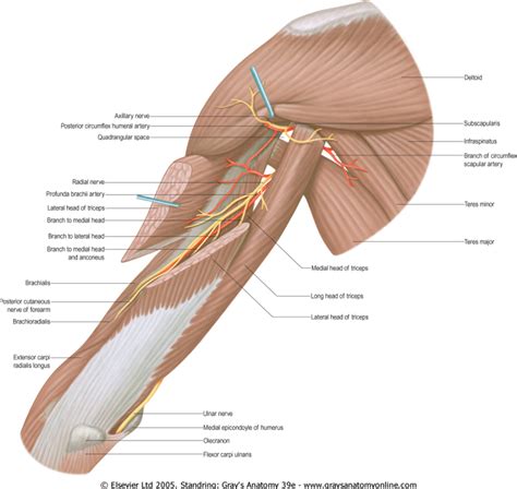 Pin By Alicia Croteau On Anesthesia In Ulnar Nerve Muscle And
