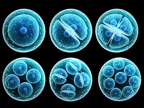 Embryonic Or Adult Stem Cells Whats The Difference Giostar Mexico