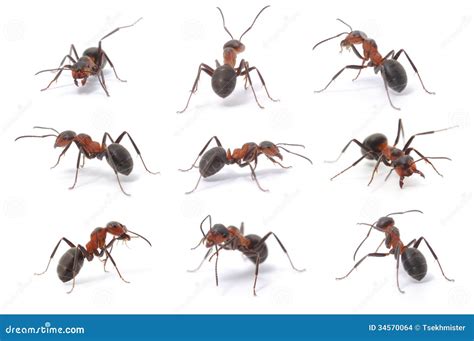 Brown Forest Ants Stock Photo Image Of Wildlife Nature 34570064