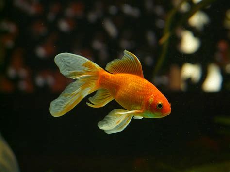 Veiltail Fish Goldfish · Free Photo On Pixabay