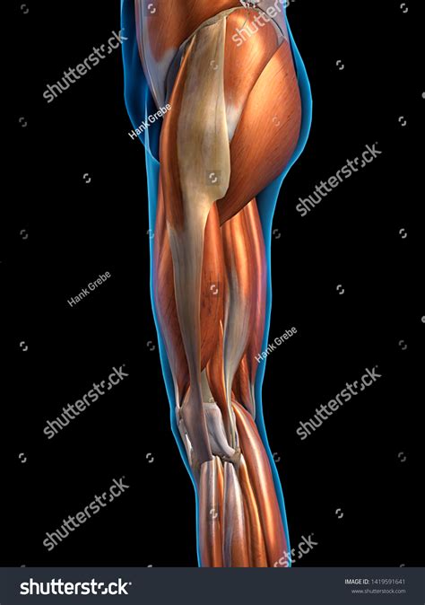 Leg Muscles Side View 3d Rendering Stok İllüstrasyon 1419591641