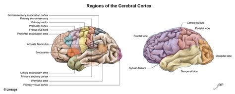Cerebral Cortex USMLE Strike