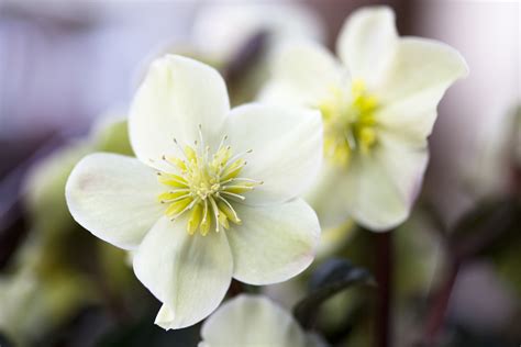 Hellebores Spring Blooming Flowers Colorado Home And Garden