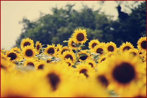 Aesthetic Sunflower Desktop Backgrounds Special Effects City Lights