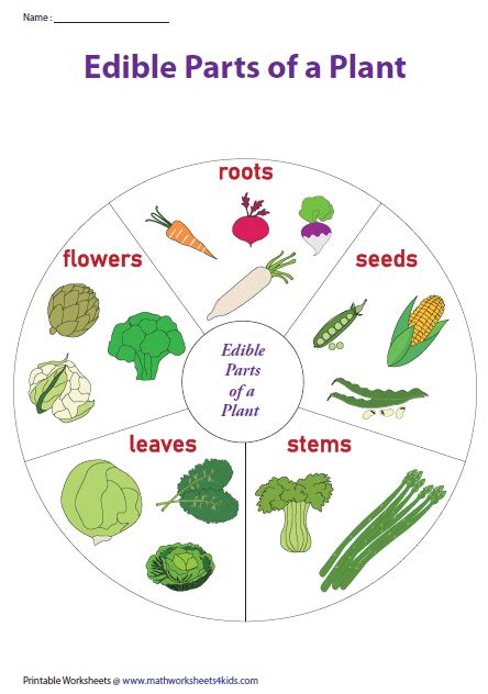 Edible Parts Of A Plant Chart Science Activities Kindergarten