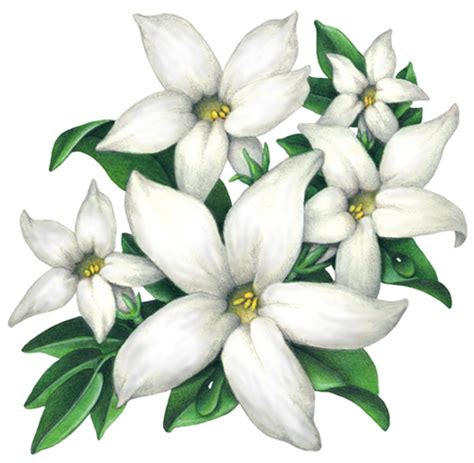 drawing picture of jasmine flower - howtodiamondlacevans