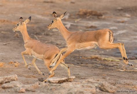 Evanescent Light Africa Wildlife