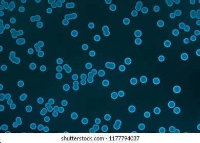 Colonies Glowing Marine Bacteria Photobacterium Phosphoreum Stock Photo