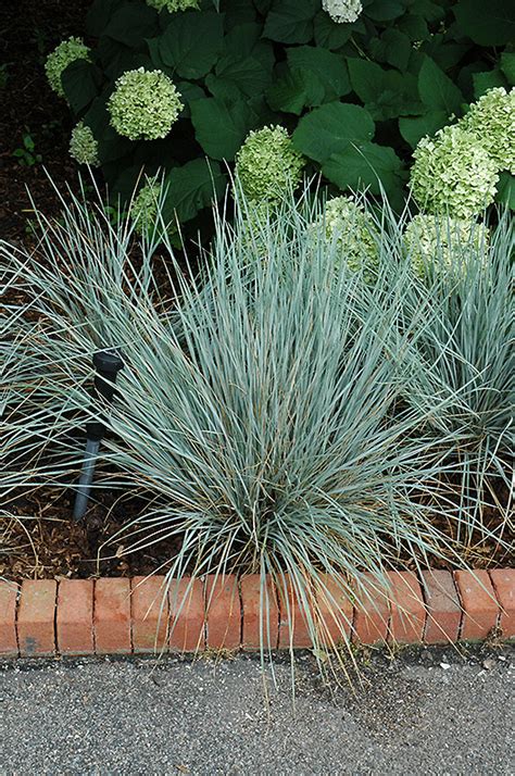 Sapphire Fountain Oat Grass Helictotrichon Sempervirens Sapphire