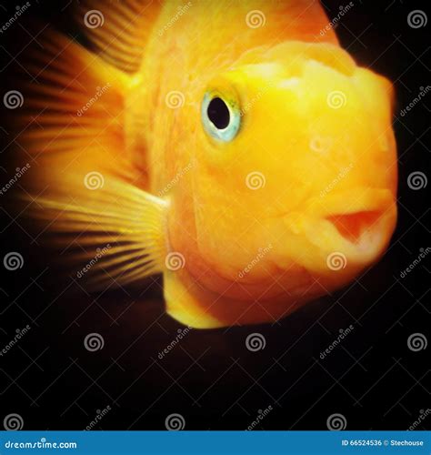 A Beautiful Gold Fish With Big Blue Eyes Stock Photo Image Of