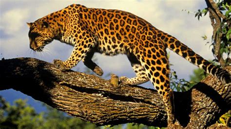 Top 143 Amur Leopard Endangered Animals