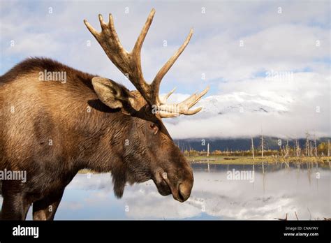 Moose Profile Hi Res Stock Photography And Images Alamy