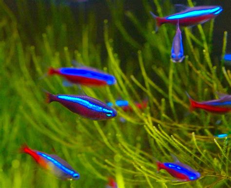 Neon Tetra Fish Facts Care Disease Breeding Tank Mates Pictures