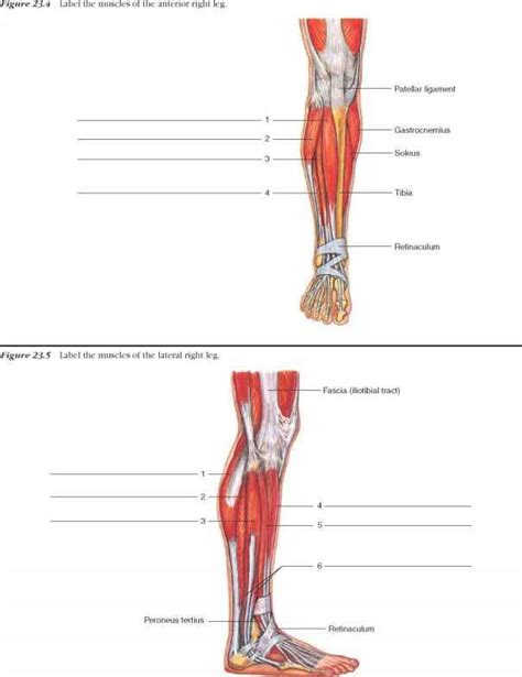 Labeled Muscles Of Lower Leg Yahoo Search Results Muscle Lower Leg