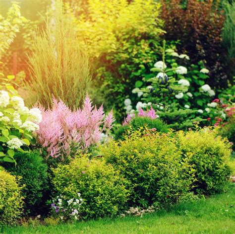 15 Best Small Shrubs For Gardens Evergreen And Flowering Shrubs